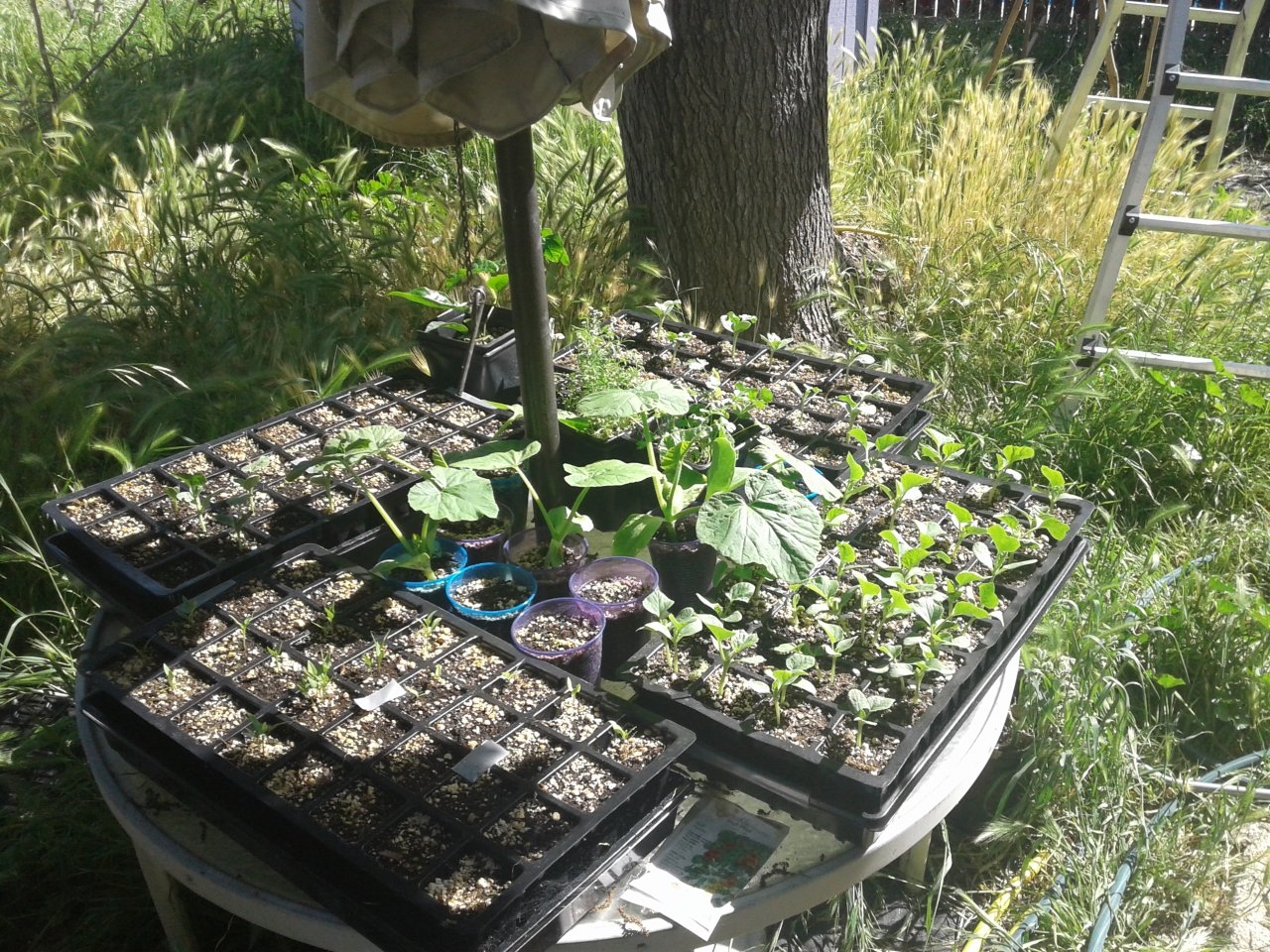 Veggie seedling trays