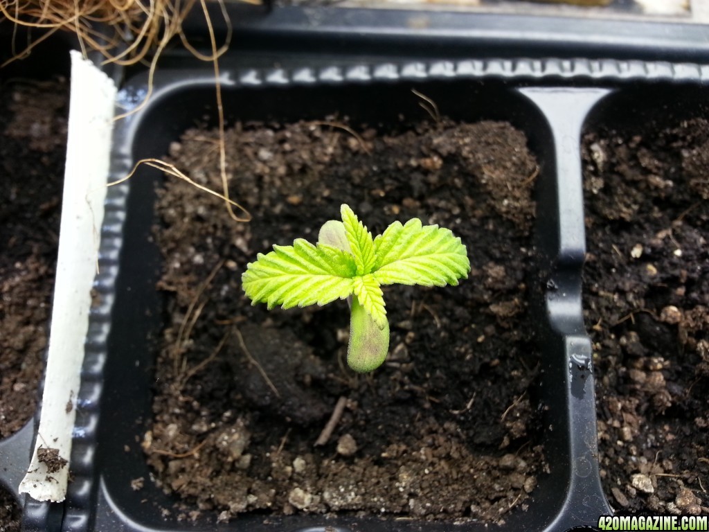 vegging and seedlings