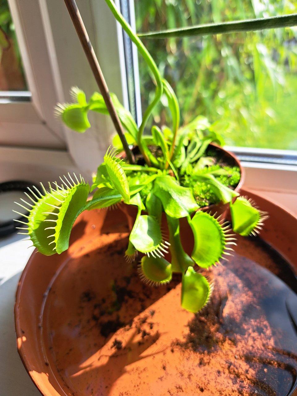 Venus fly trap plant