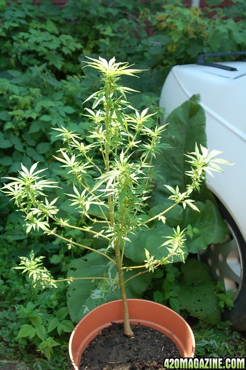 Vertical of the Big Plant