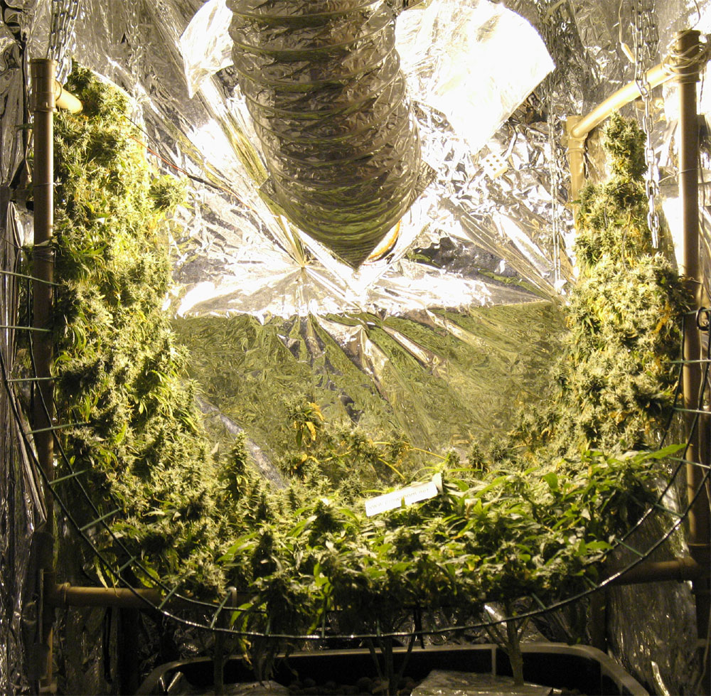 vertical-scrog.jpg