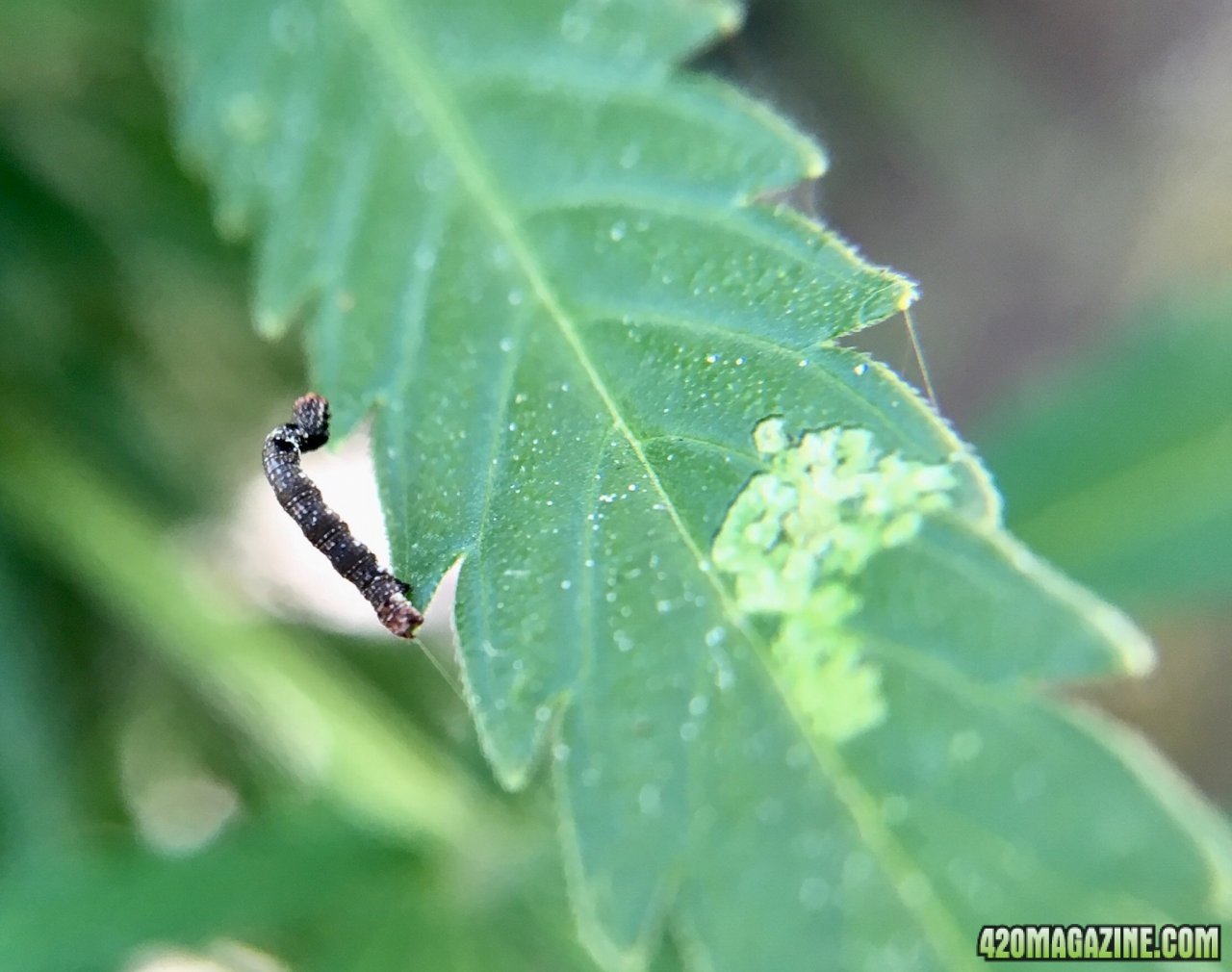 VeryHungryCaterpillar2.jpeg