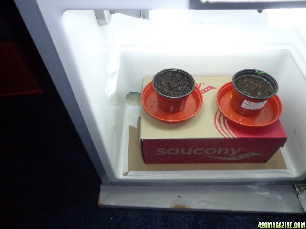 VictorVonDoom mini fridge grow 03