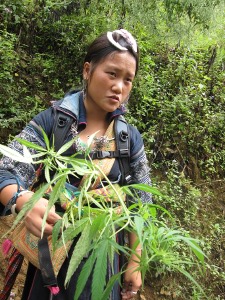 Vietnam Marijuana