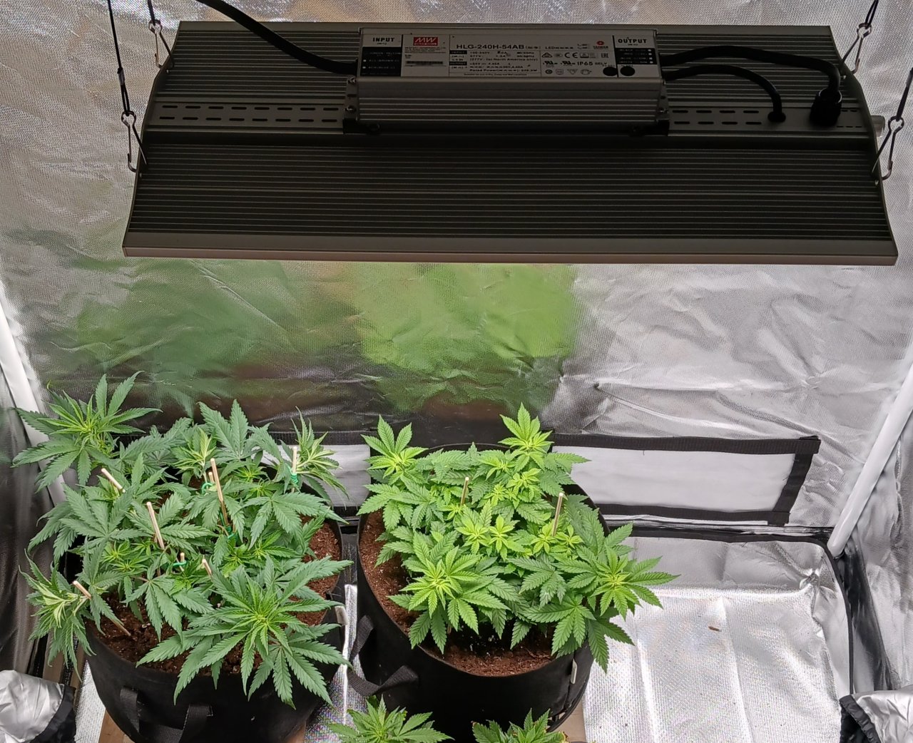 Viparspectra Grow 01 February 2023.jpg