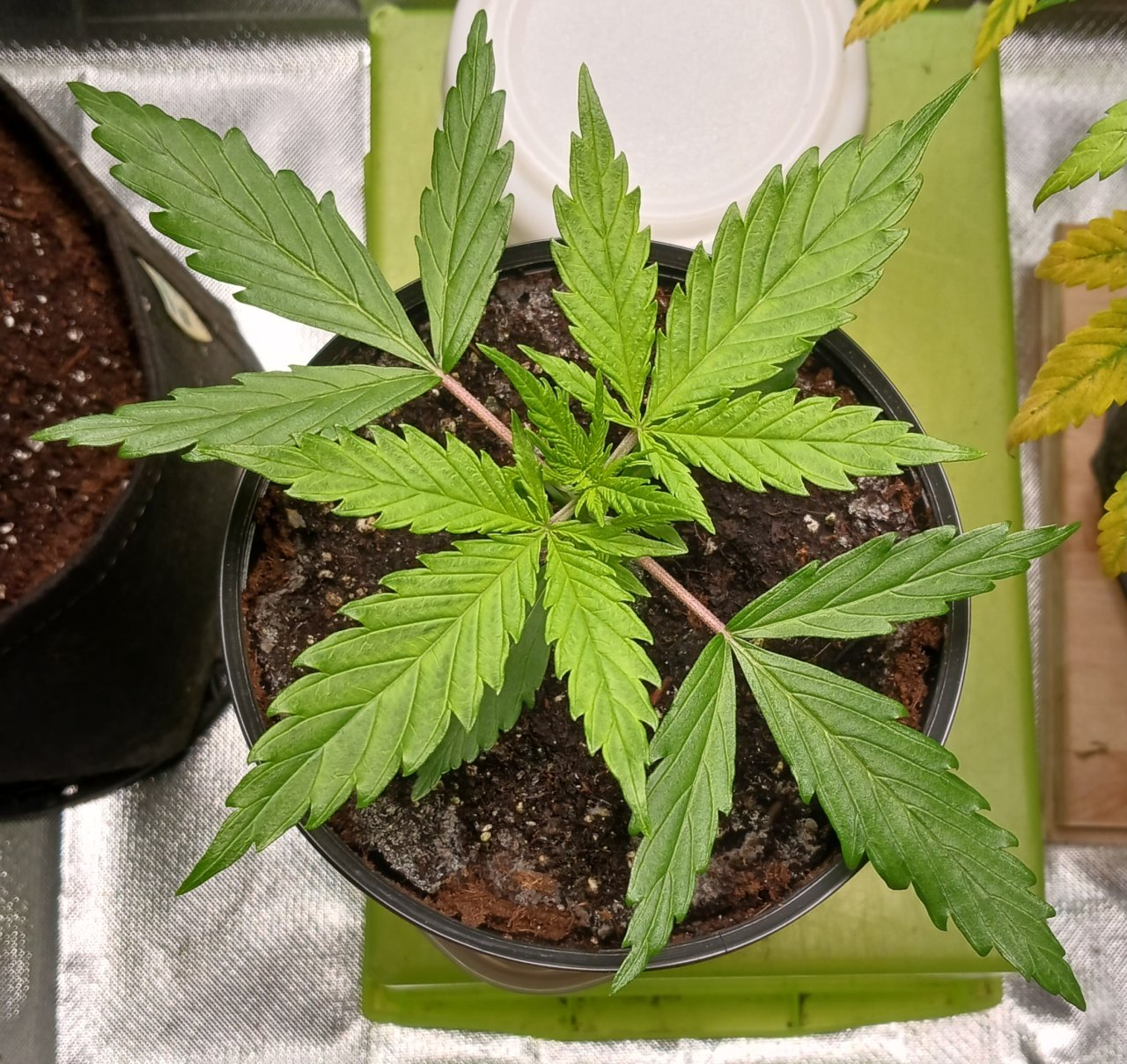 Viparspectra Grow 01 January 2023 Zkittlez.jpg