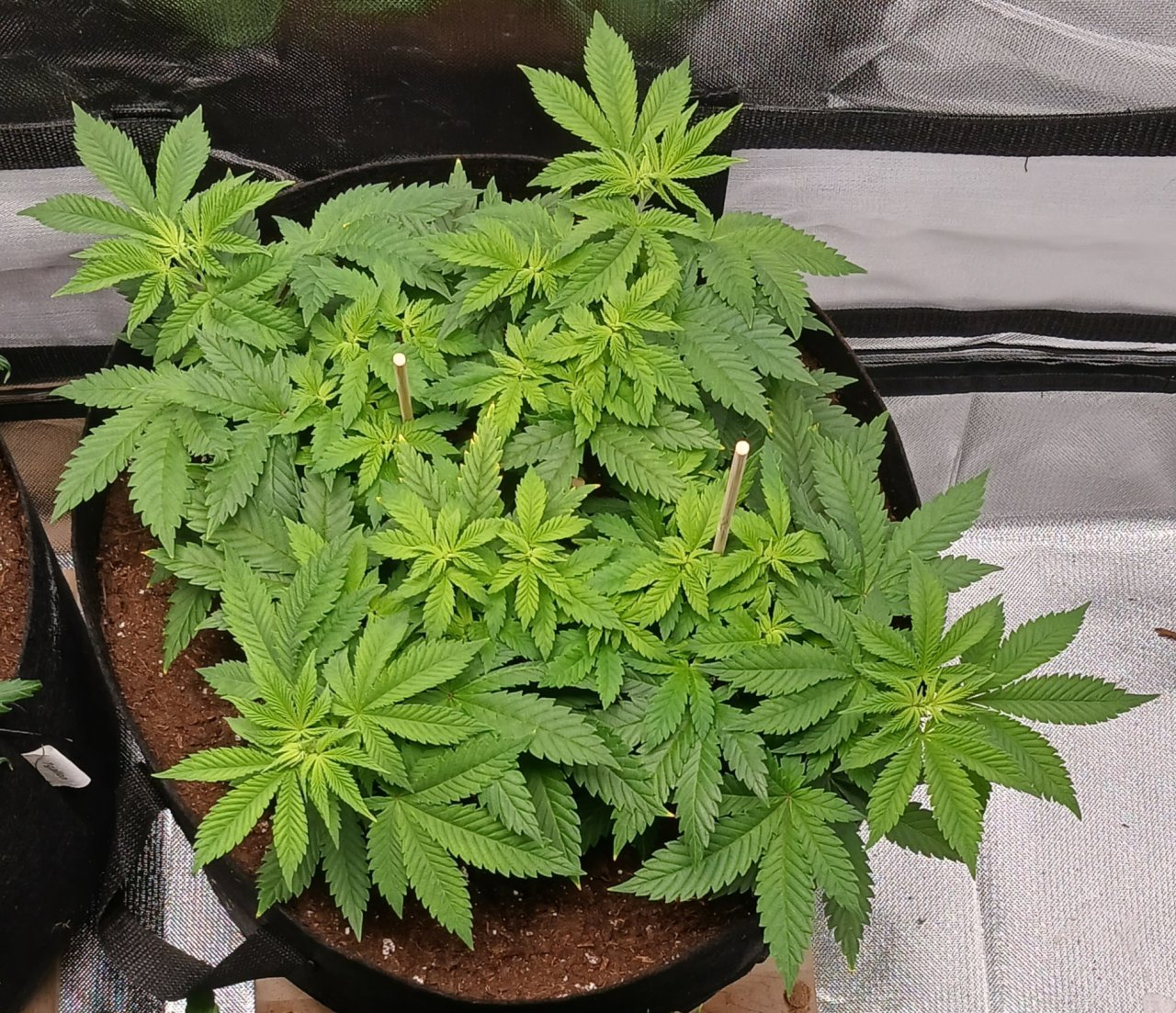 Viparspectra Grow 02 February 2023 Blueberry.jpg