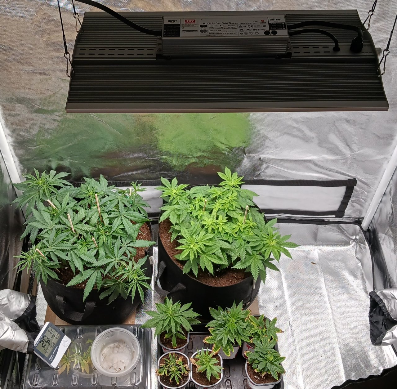 Viparspectra Grow 02 February 2023.jpg