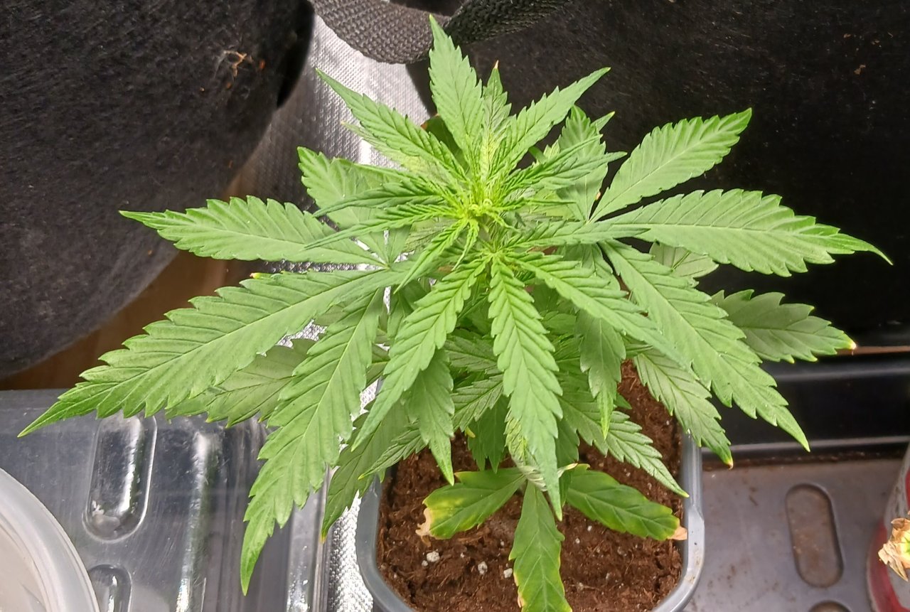 Viparspectra Grow 02 February 2023 Zkittlez clone.jpg