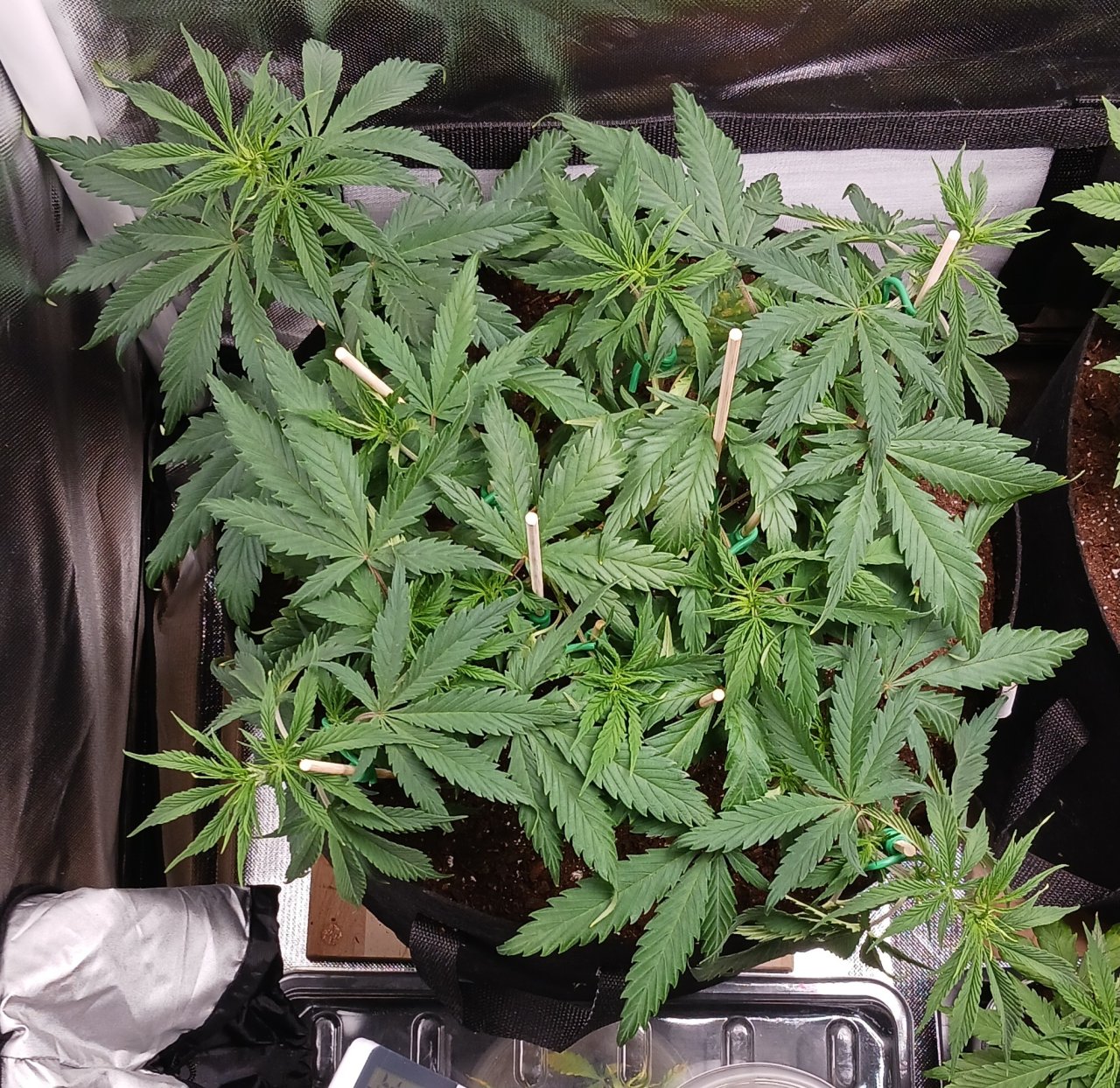 Viparspectra Grow 02 February 2023 Zkittlez.jpg