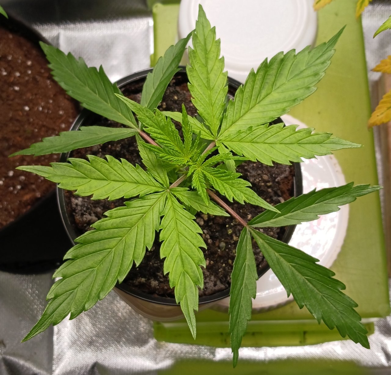 Viparspectra Grow 02 January 2023 Zkittlez.jpg