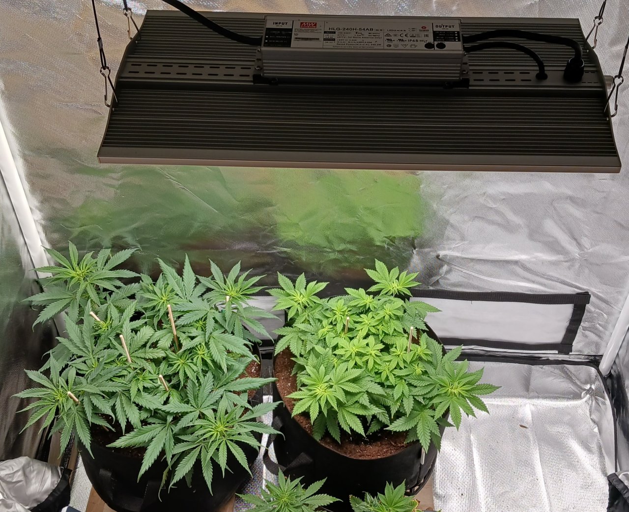 Viparspectra Grow 04 February 2023.jpg