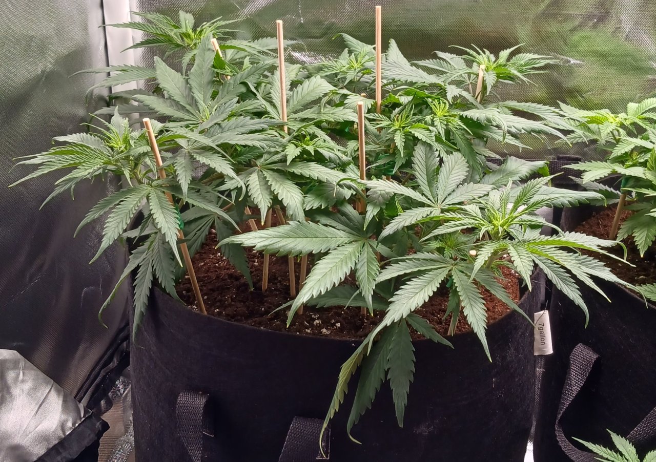 Viparspectra Grow 04 February 2023 Zkittlez 1.jpg