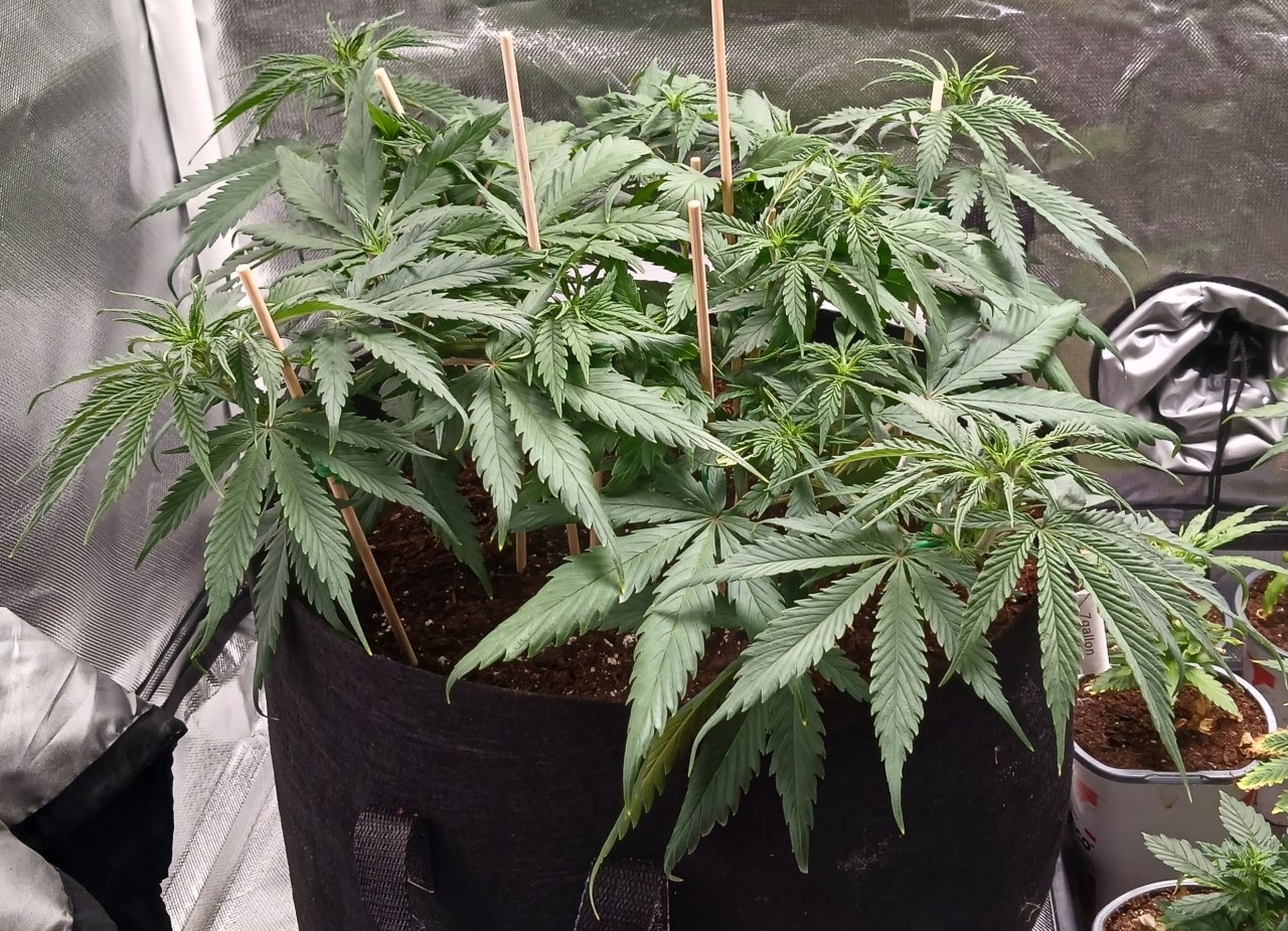 Viparspectra Grow 05 February 2023 Zkittlez 1.jpg