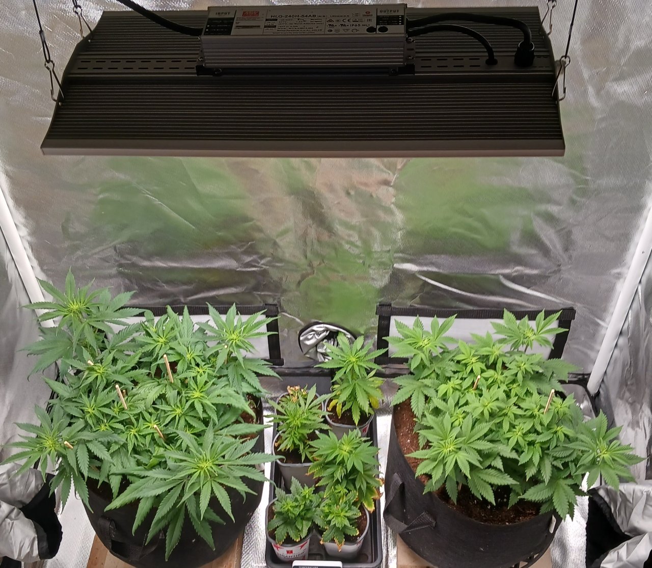 Viparspectra Grow 07 February 2023.jpg