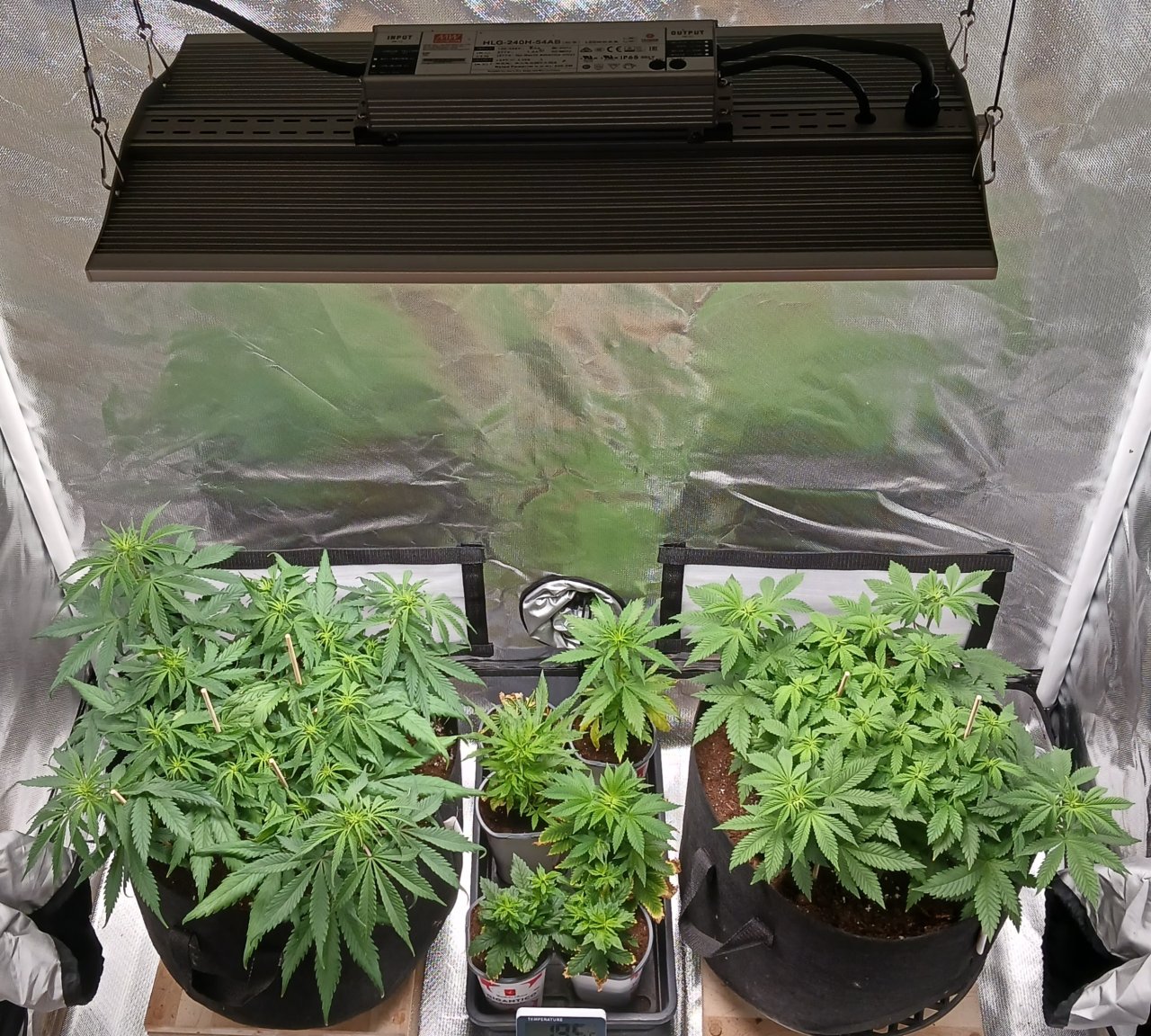 Viparspectra Grow 08 February 2023.jpg