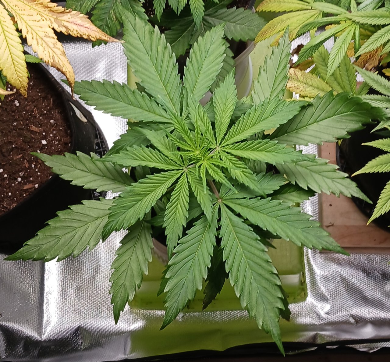 Viparspectra Grow 08 January 2023 Zkittlez.jpg