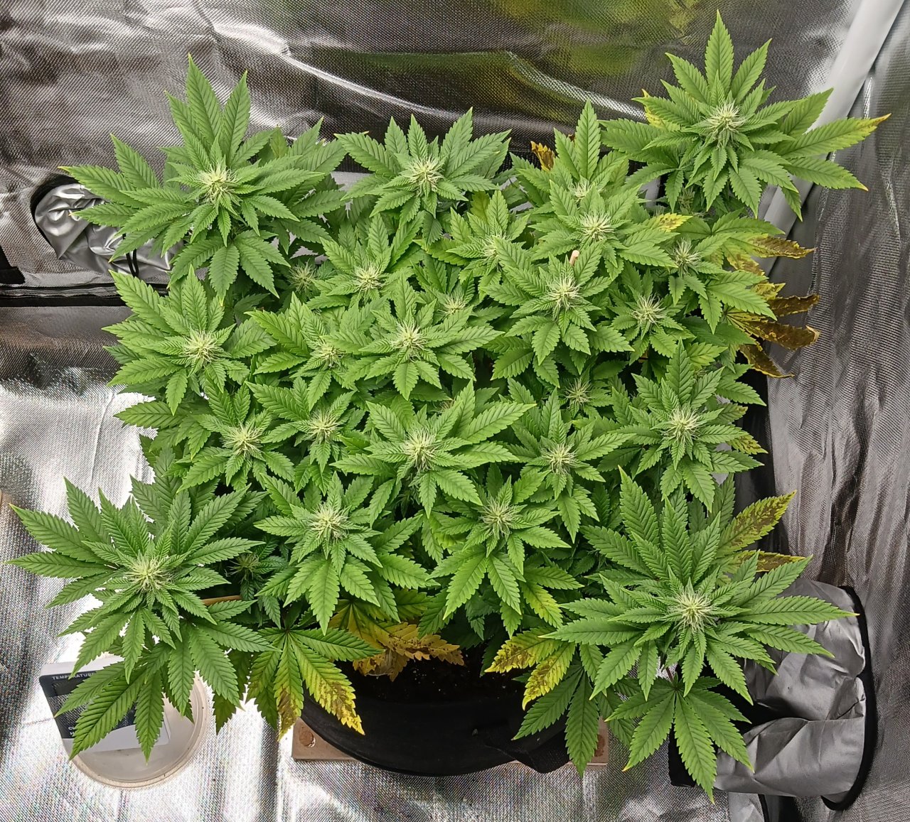 Viparspectra Grow 08 March 2023 Blueberry.jpg