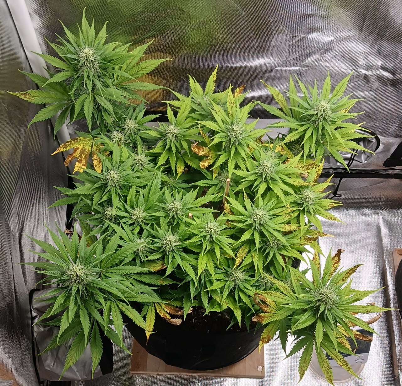 Viparspectra Grow 08 March 2023 Zkittlez.jpg