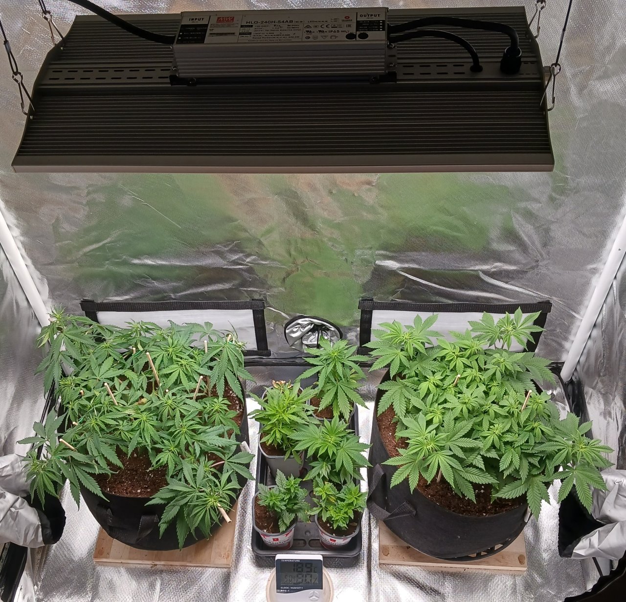 Viparspectra Grow 09 February 2023.jpg