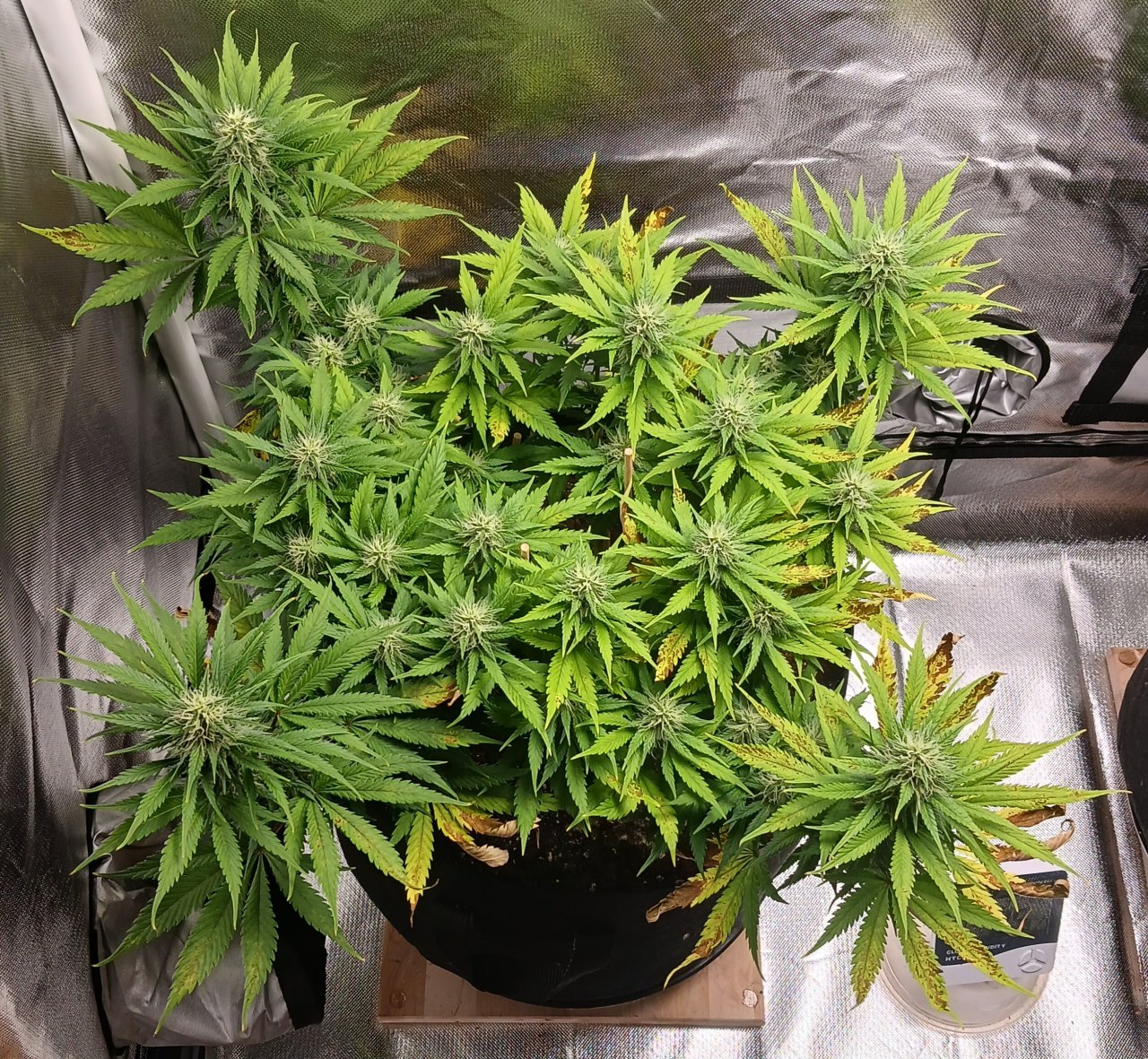 Viparspectra Grow 09 March 2023 Zkittlez.jpg