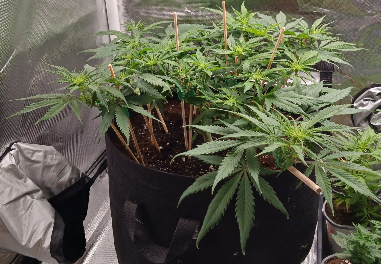 Viparspectra Grow 10 February 2023 Zkittlez 1.jpg