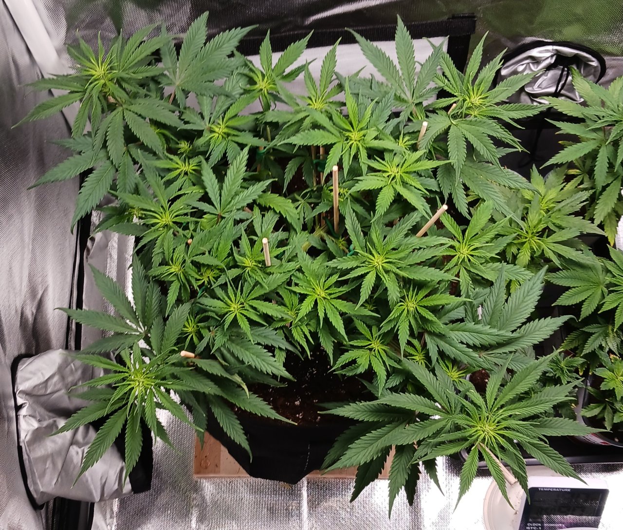 Viparspectra Grow 10 February 2023 Zkittlez.jpg