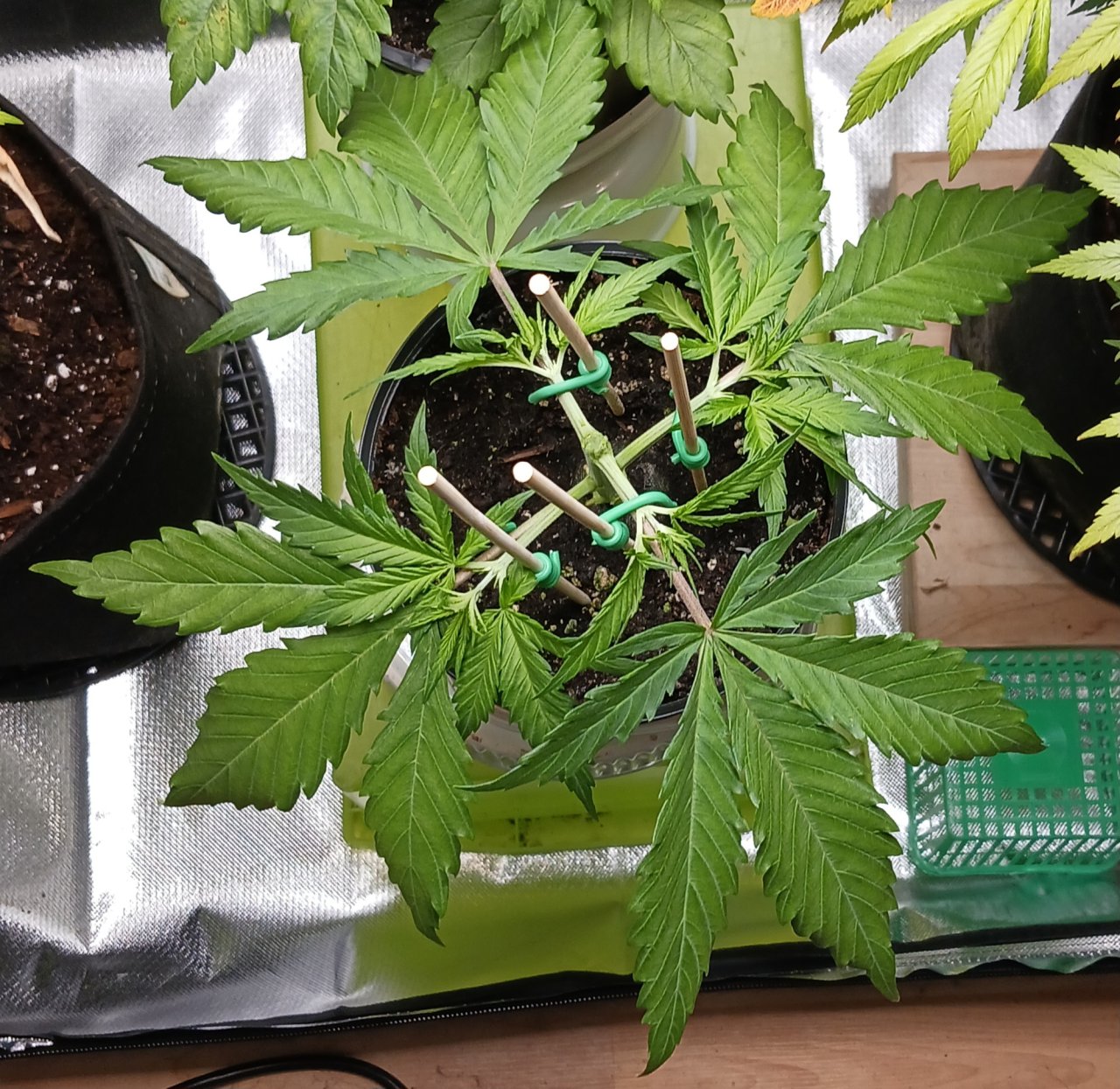 Viparspectra Grow 10 January 2023 Zkittlez.jpg