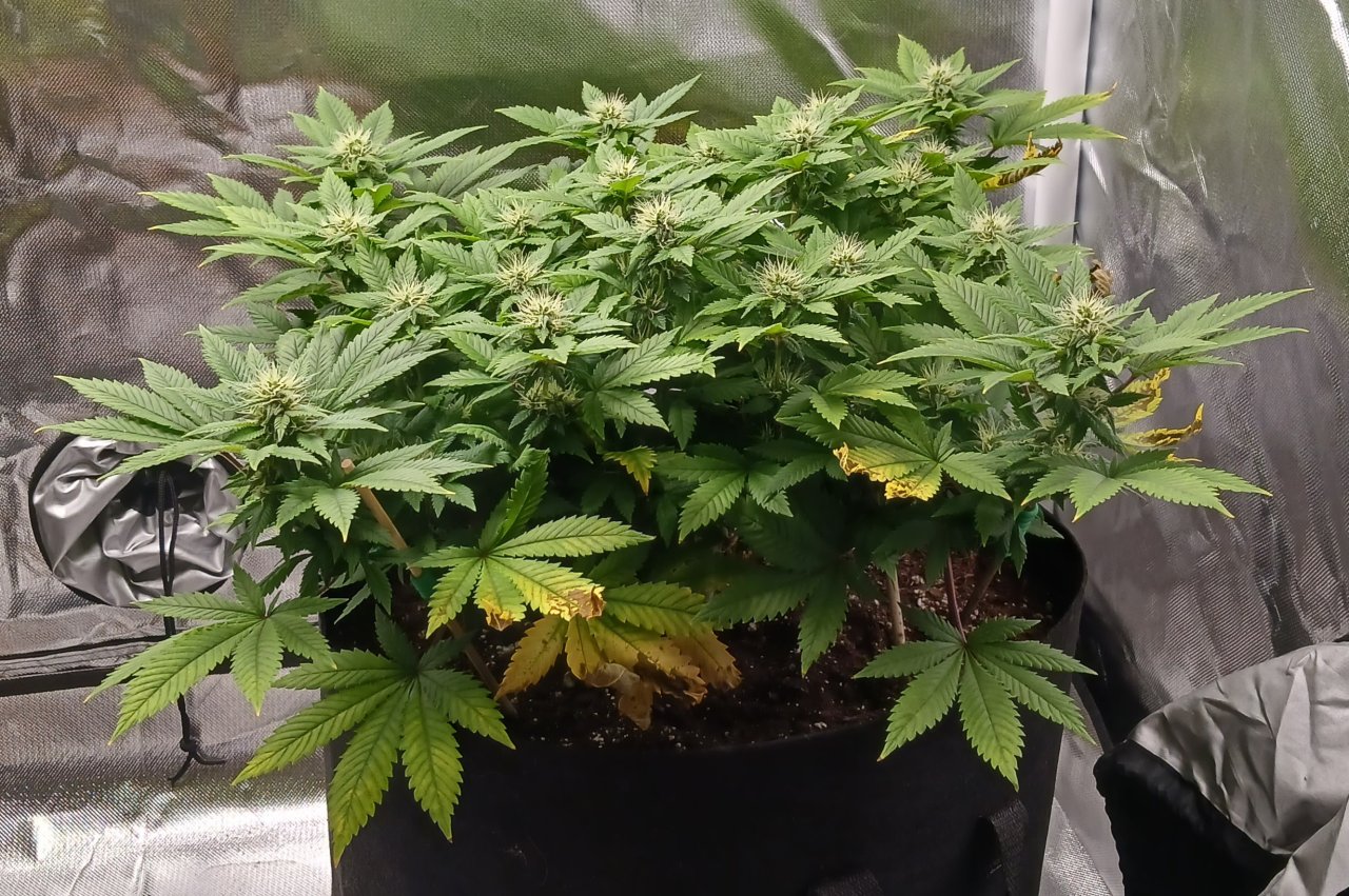 Viparspectra Grow 10 March 2023 Blueberry 1.jpg