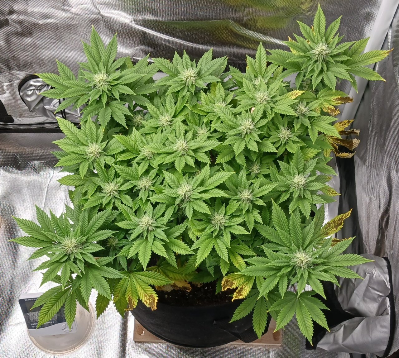 Viparspectra Grow 10 March 2023 Blueberry.jpg