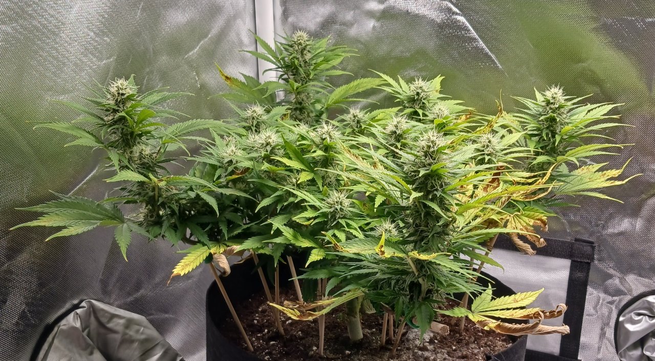 Viparspectra Grow 10 March 2023 Zkittlez 1.jpg