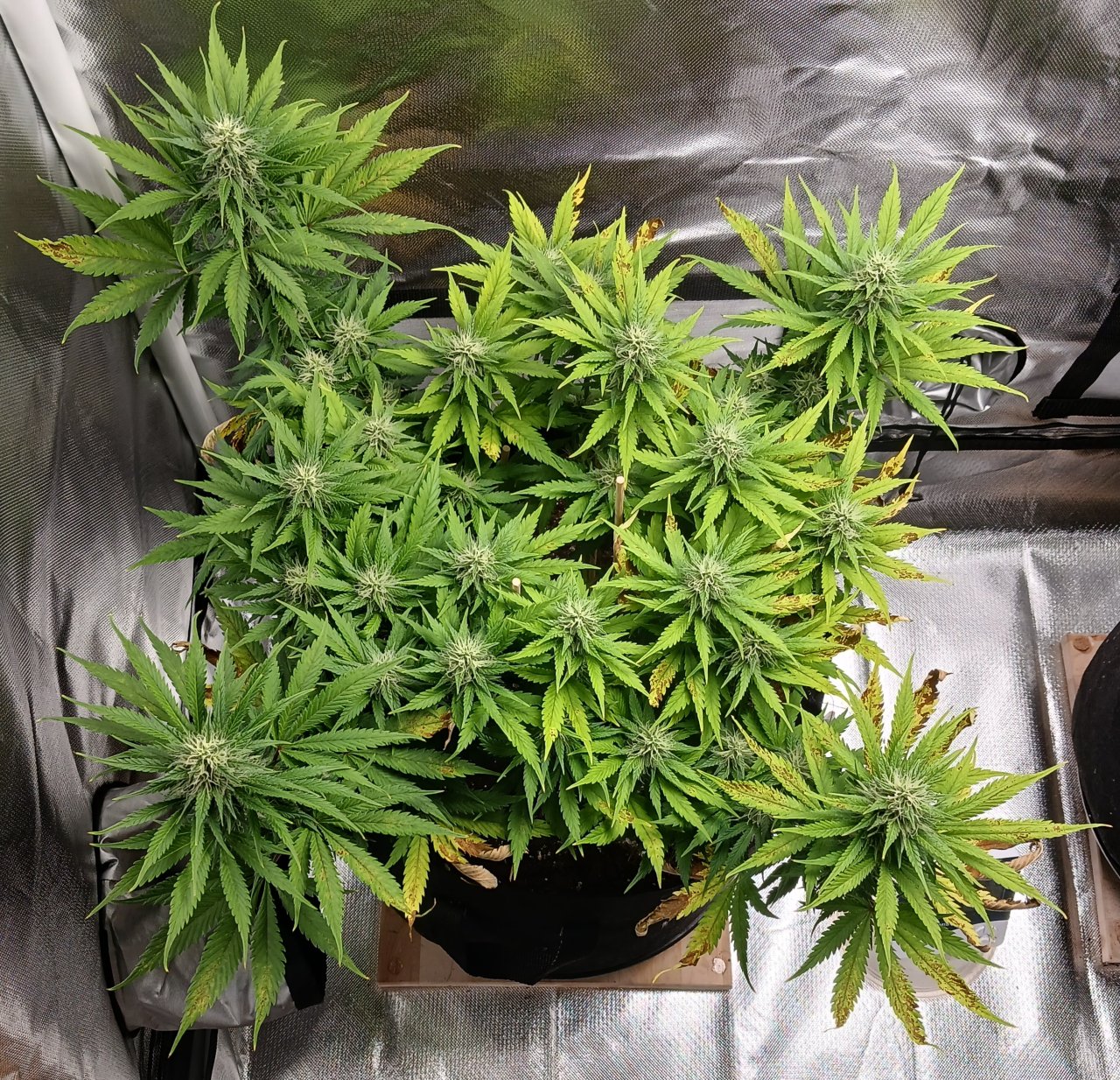 Viparspectra Grow 10 March 2023 Zkittlez.jpg