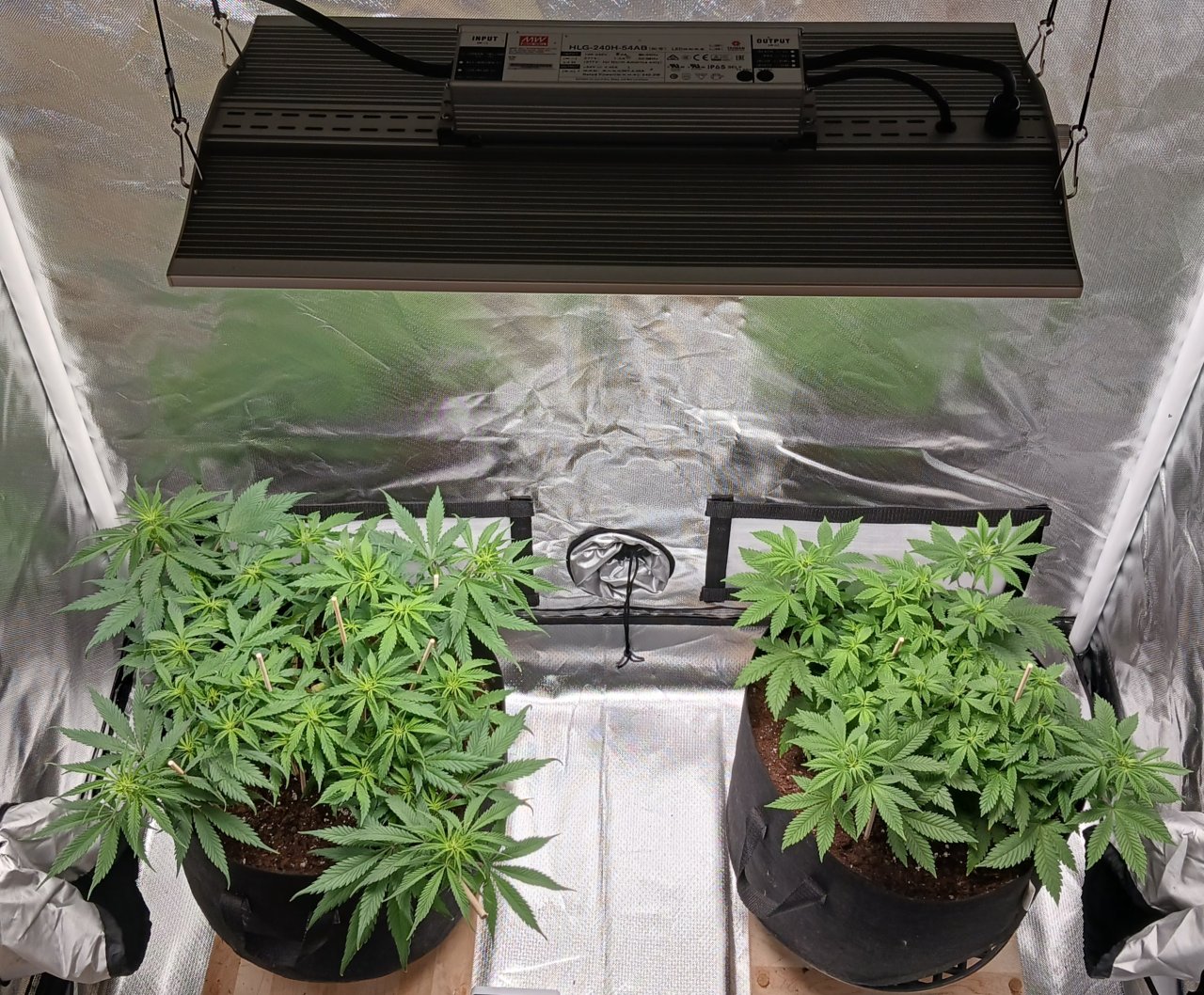 Viparspectra Grow 11 February 2023.jpg