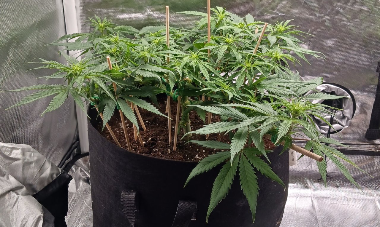 Viparspectra Grow 11 February 2023 Zkittlez 1.jpg