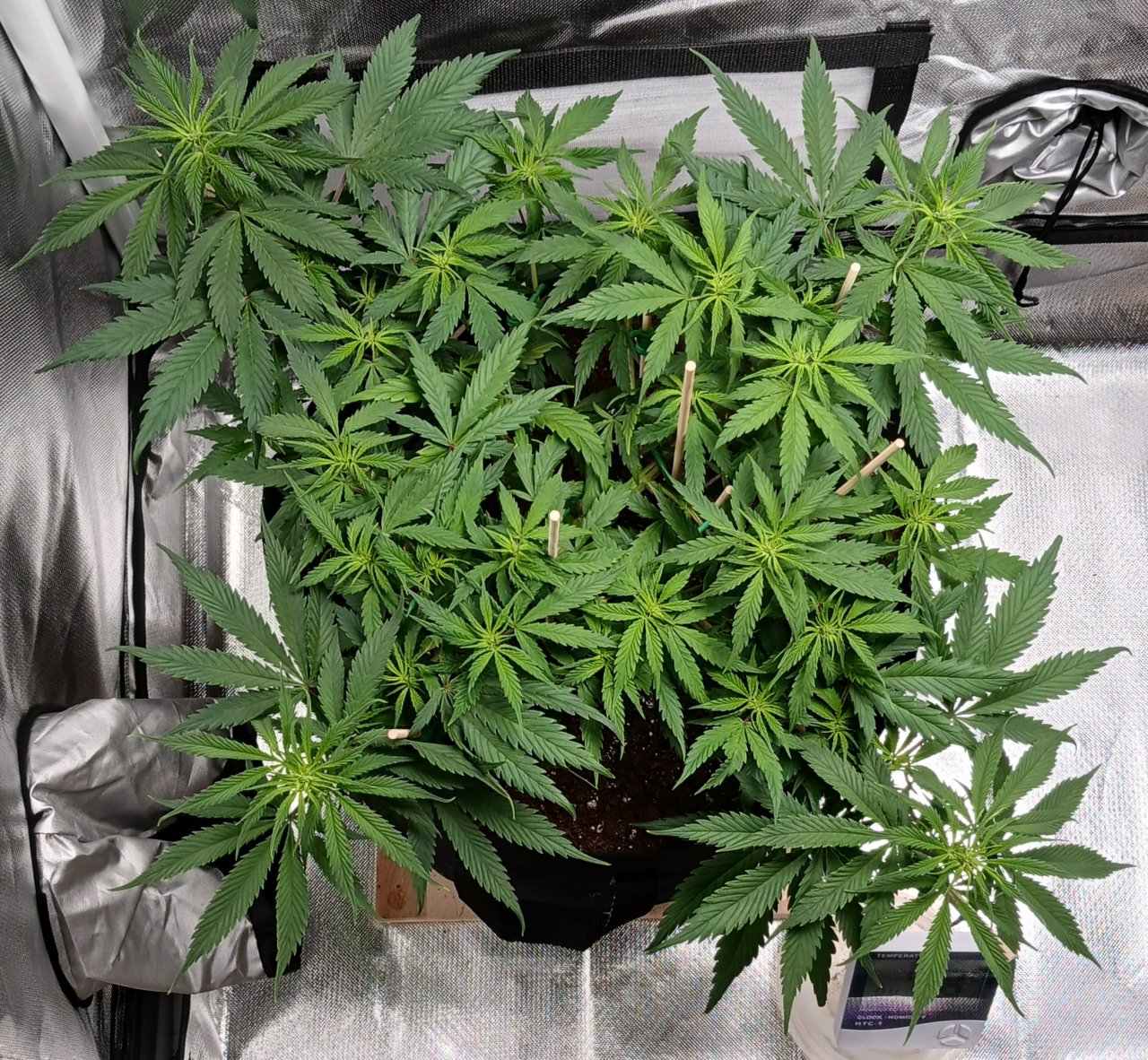 Viparspectra Grow 11 February 2023 Zkittlez.jpg