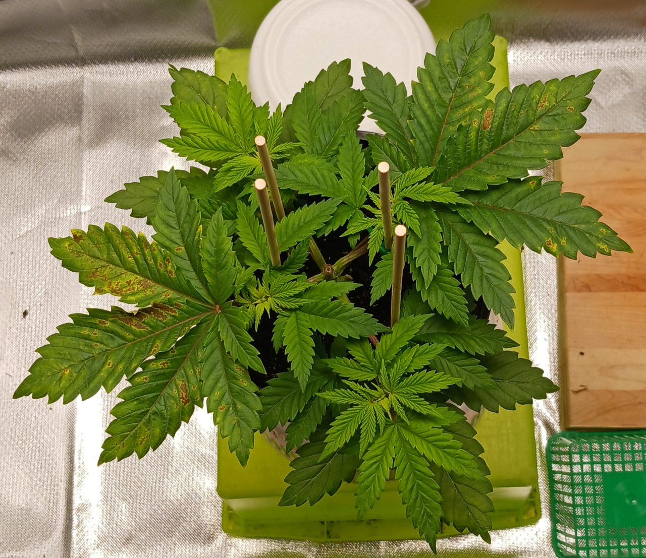 Viparspectra Grow 11 January 2023 Blueberry.jpg