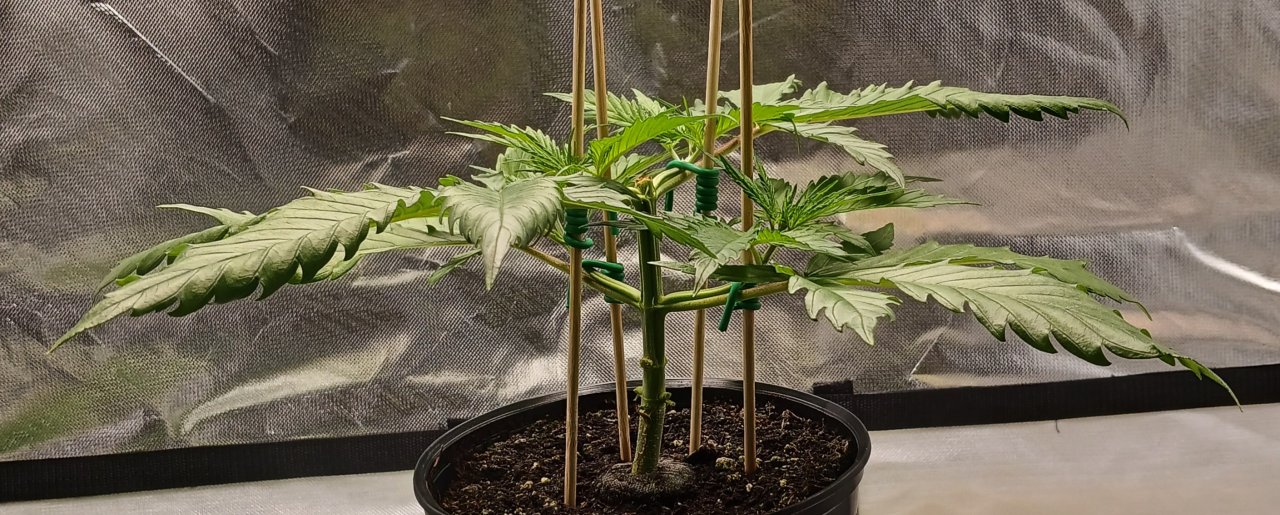 Viparspectra Grow 11 January 2023 Zkittlez 1.jpg