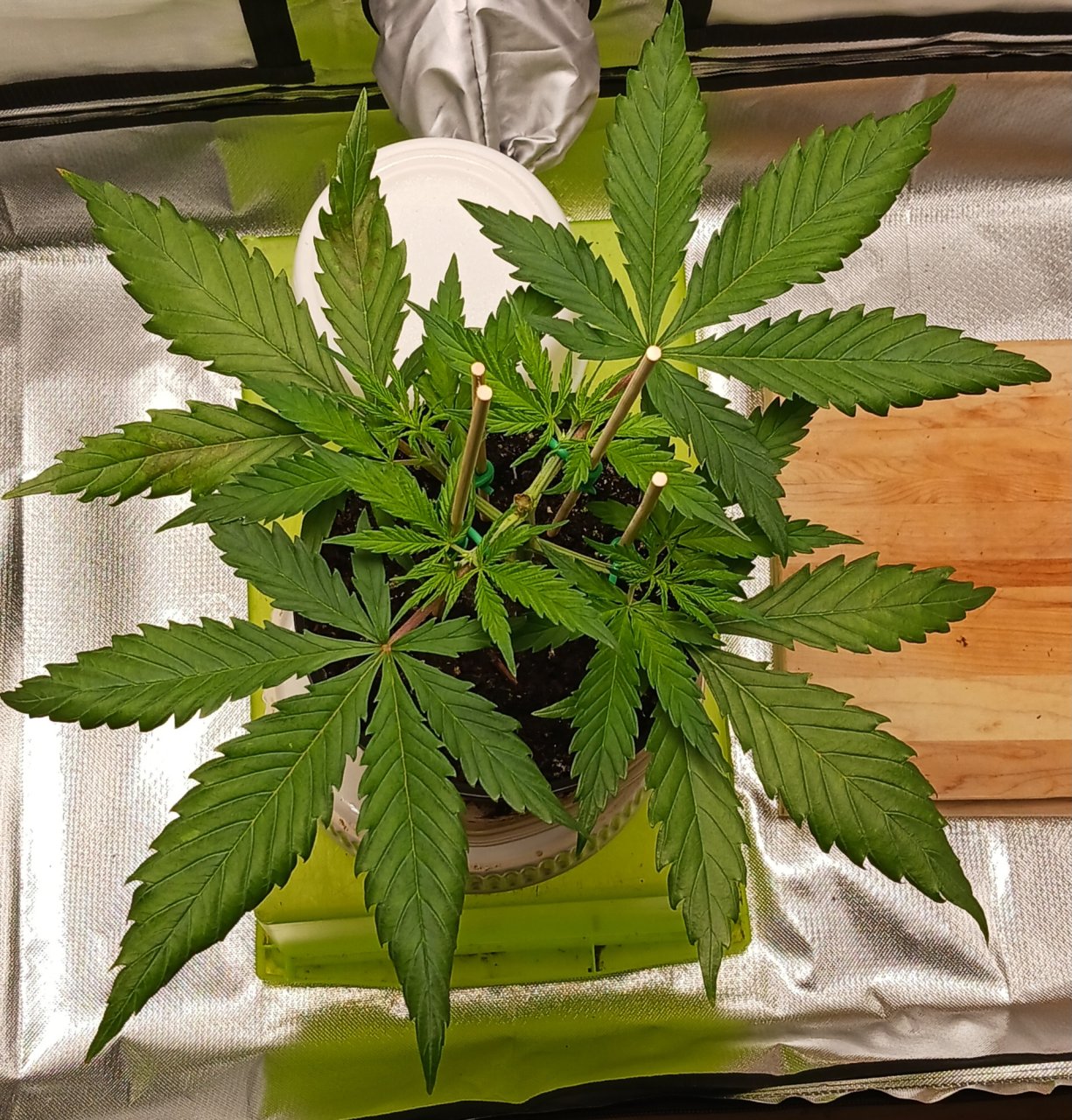 Viparspectra Grow 11 January 2023 Zkittlez.jpg