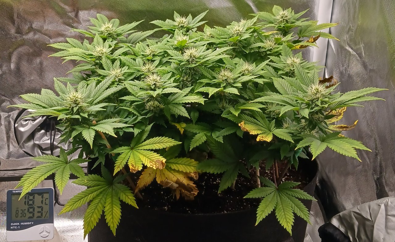 Viparspectra Grow 11 March 2023 Blueberry 1.jpg