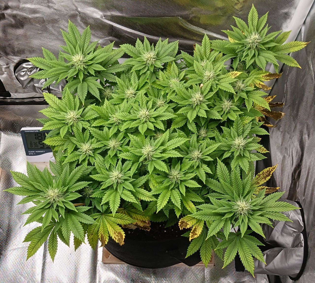 Viparspectra Grow 11 March 2023 Blueberry.jpg