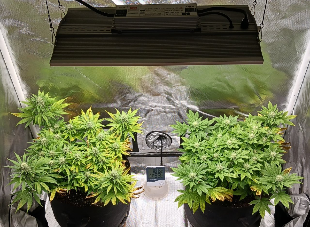 Viparspectra Grow 11 March 2023.jpg