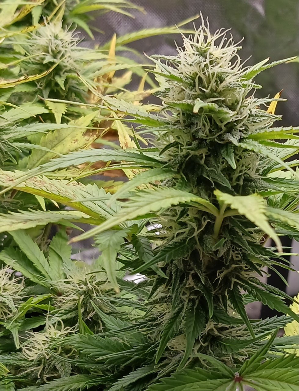 Viparspectra Grow 11 March 2023 Zkittlez bud.jpg