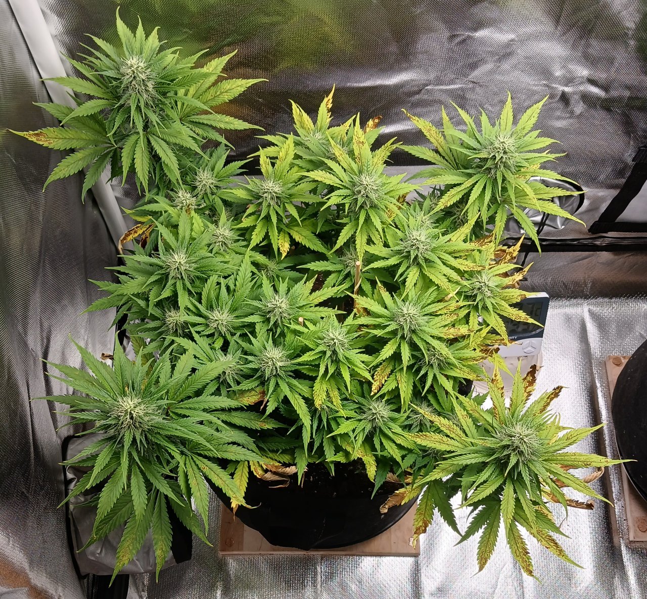 Viparspectra Grow 11 March 2023 Zkittlez.jpg