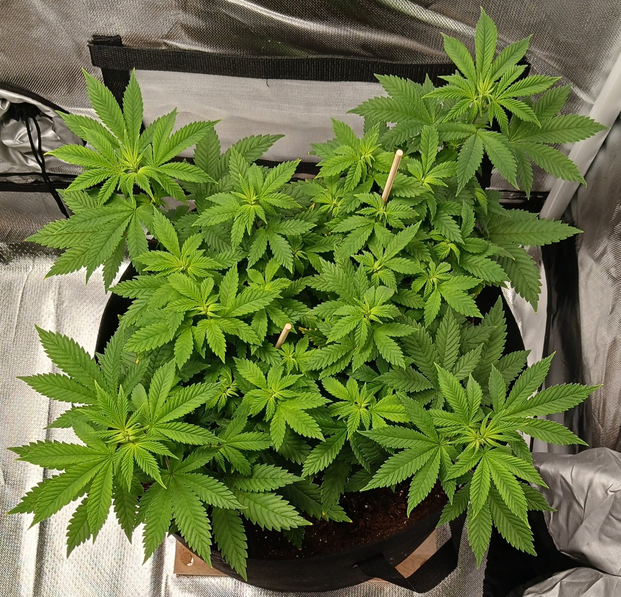 Viparspectra Grow 12 February 2023 Blueberry.jpg