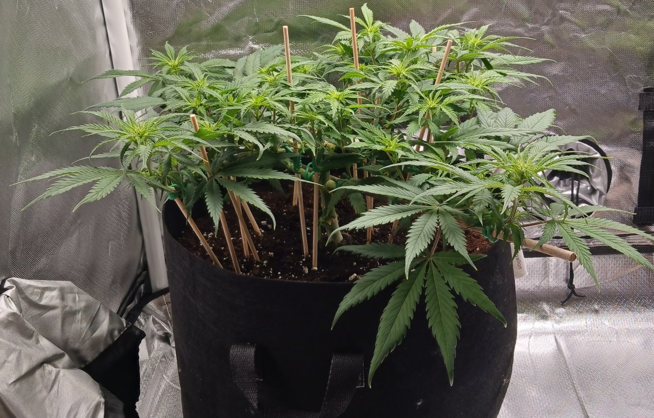 Viparspectra Grow 12 February 2023 Zkittlez 1.jpg