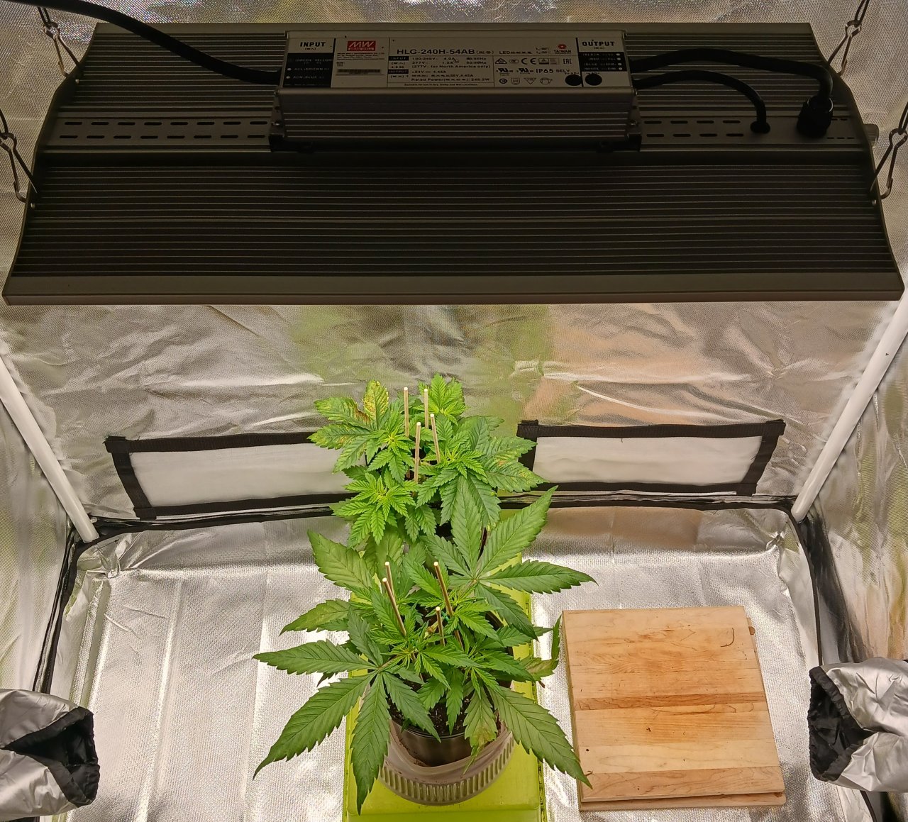 Viparspectra Grow 12 January 2023.jpg