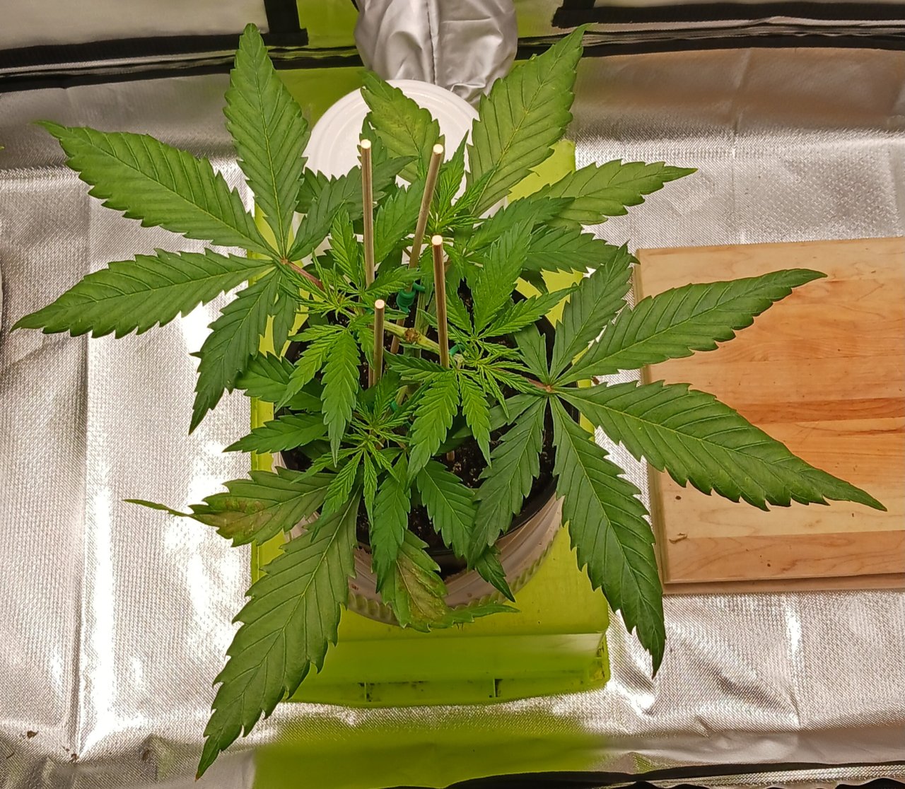 Viparspectra Grow 12 January 2023 Zkittlez.jpg