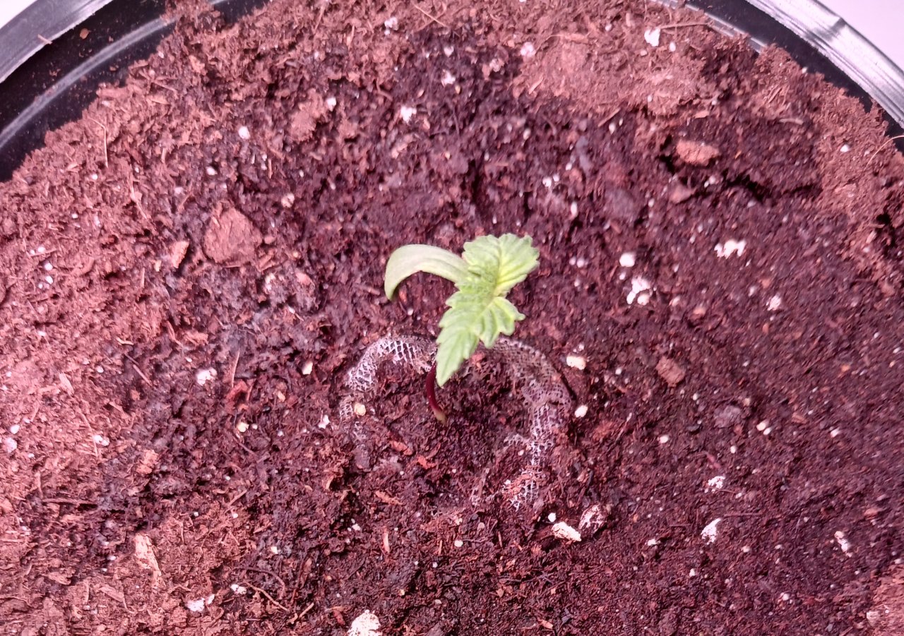 Viparspectra Grow 13 December 2022 Blueberry.jpg