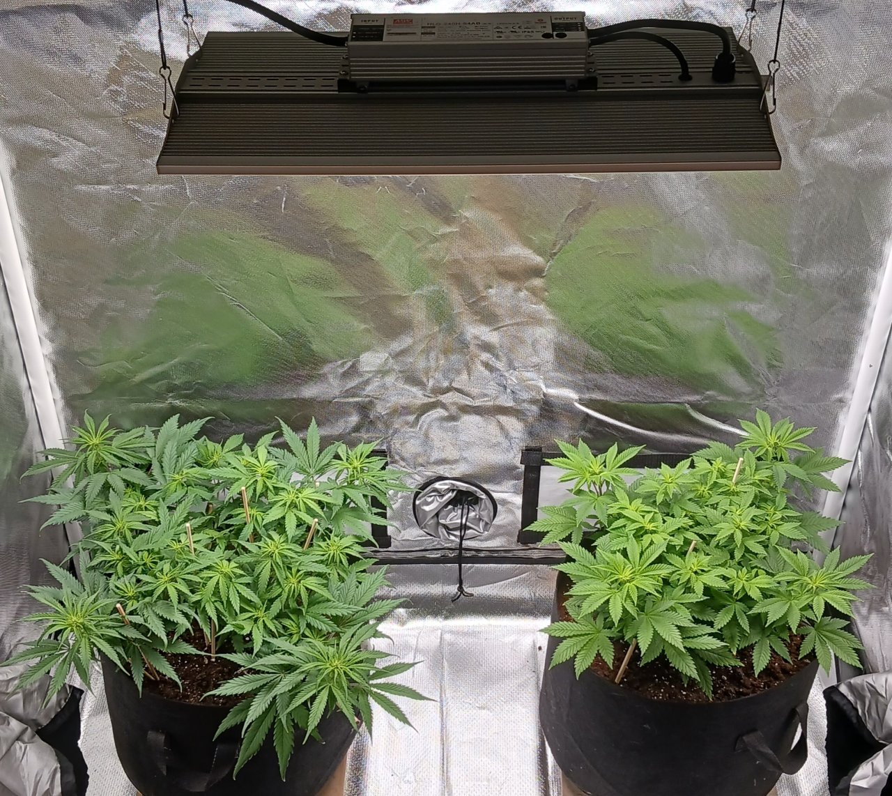 Viparspectra Grow 13 February 2023.jpg