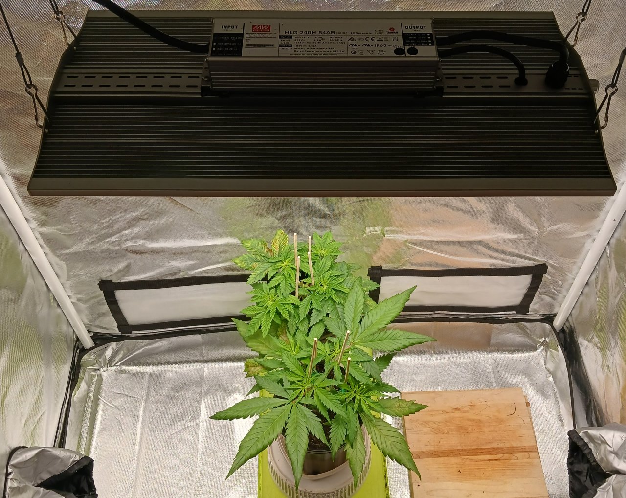 Viparspectra Grow 13 January 2023.jpg